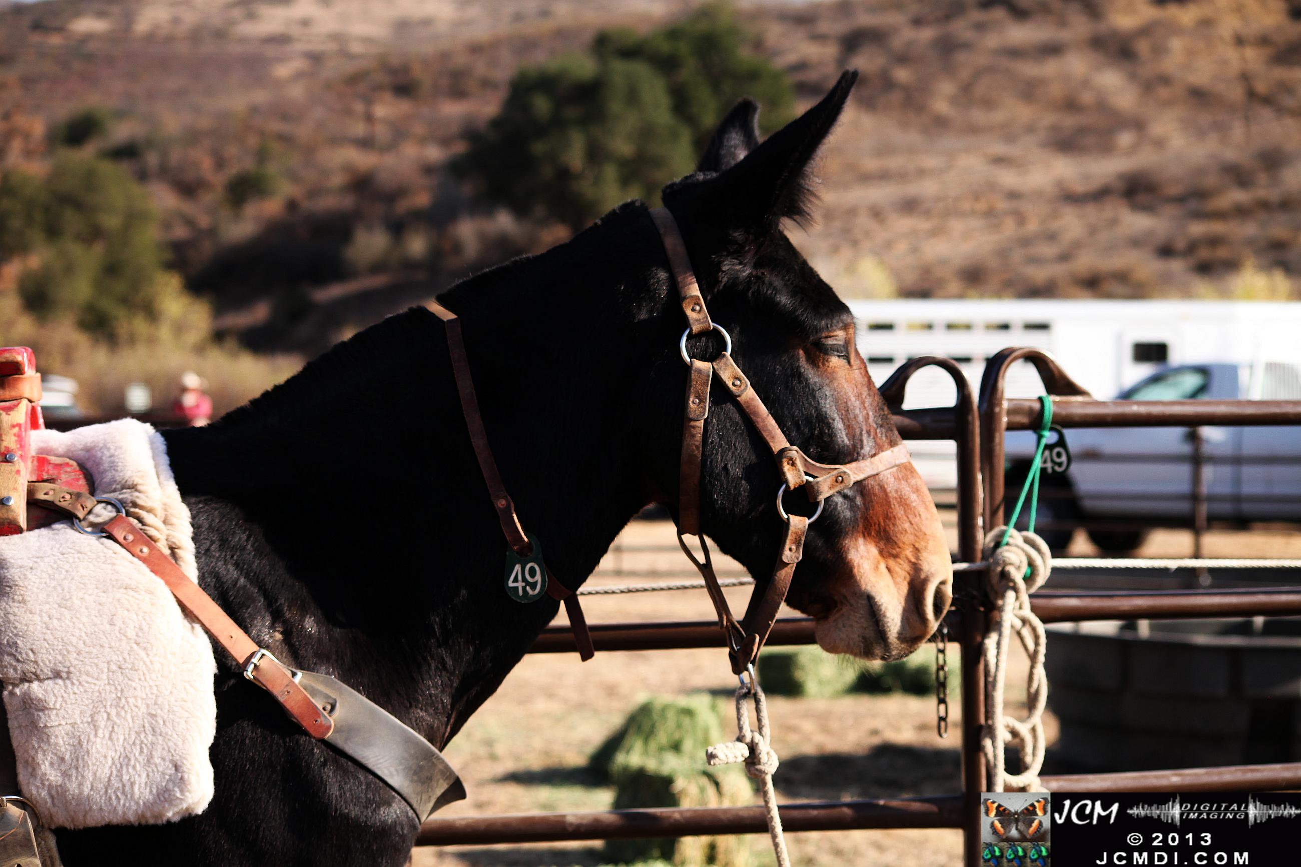 100 Mule Team at Whitney Canyon